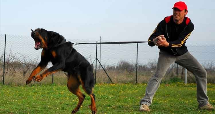 Un rottweiler tire sur sa laisse, tenue par un homme portant une casquette rouge, dans un champ herbeux. Le chien grogne.