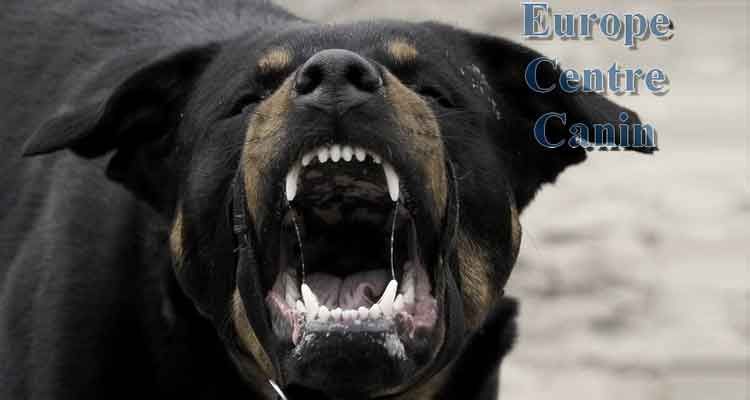 Rottweiler grognant, dents découvertes. Pelage noir, avec l'inscription « Europe Centre Canin » à droite.