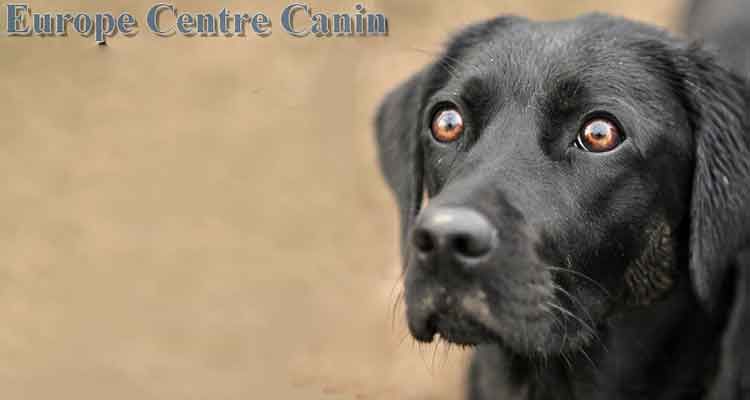 Labrador noir aux yeux écarquillés, regardant l'objectif.