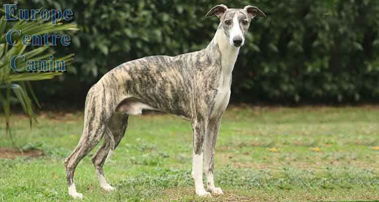 Chien whippet à pelage bringé debout dans l'herbe.