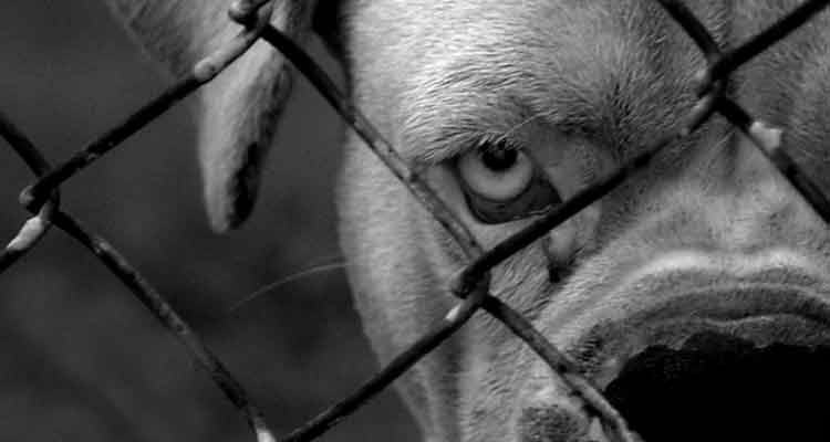 Le visage d'un chien, tout près d'une clôture en grillage. Regard fixe, expression sombre, en noir et blanc.