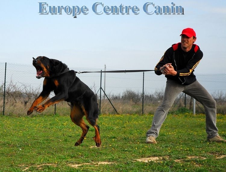 Un rottweiler se jette sur une laisse tenue par une personne dans un champ ; inscription Europe Centre Canin au-dessus.