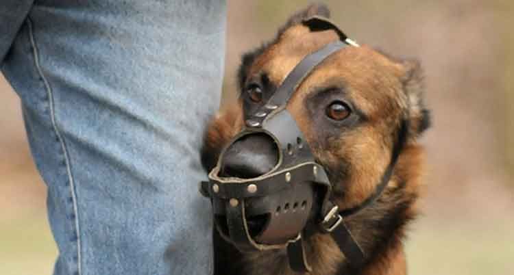 Chien au museau noir appuyé contre la jambe d'une personne ; décor extérieur.