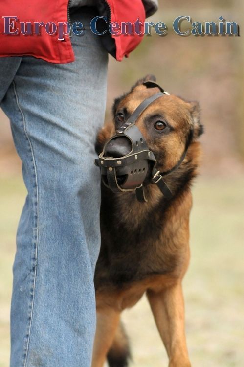 Un chien muselé se tient près de la jambe d'une personne en jean. Son pelage est brun.