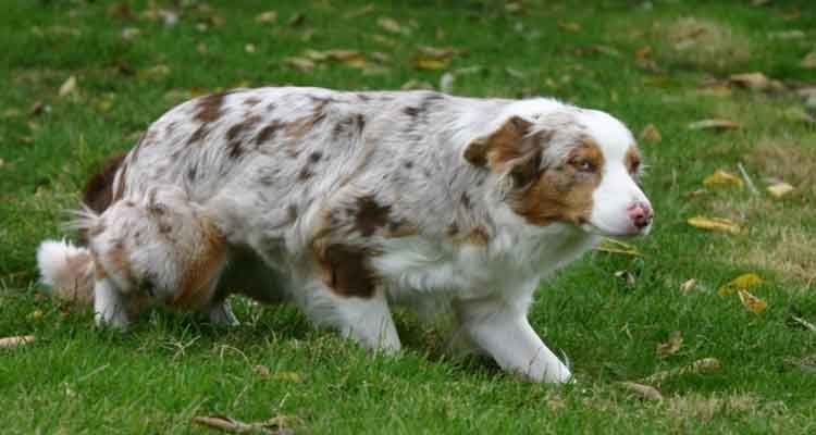 Berger australien, tacheté de brun et de blanc, marchant sur l'herbe.