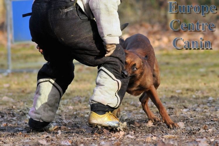 Un chien brun portant un équipement de protection mord la jambe rembourrée d'un dresseur lors d'une séance d'entraînement canin.