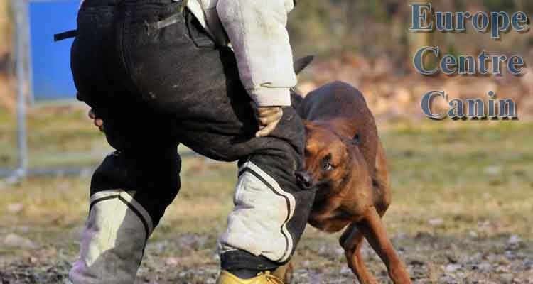 Un chien mord la manche de protection d'une personne lors d'un entraînement au Centre Canin Européen.