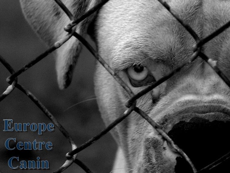 Tête de chien de près derrière un grillage ; photo en noir et blanc. Logo « Europe Centre Canin » en bas à gauche.