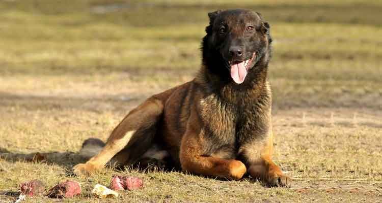 Un Malinois belge se repose dans l'herbe, la langue pendante. Son pelage est fauve et noir.