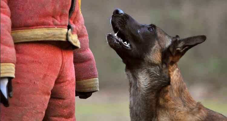 Un rottweiler tire sur sa laisse, tenue par un homme portant une casquette rouge, dans un champ herbeux. Le chien grogne.