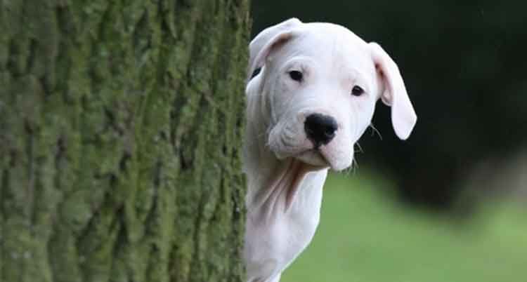 Chien blanc regardant autour d'un tronc d'arbre, arrière-plan flou.