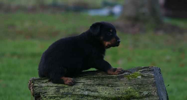 Un chiot noir et marron assis sur une bûche usée par le temps, à l'extérieur, regardant vers la droite.