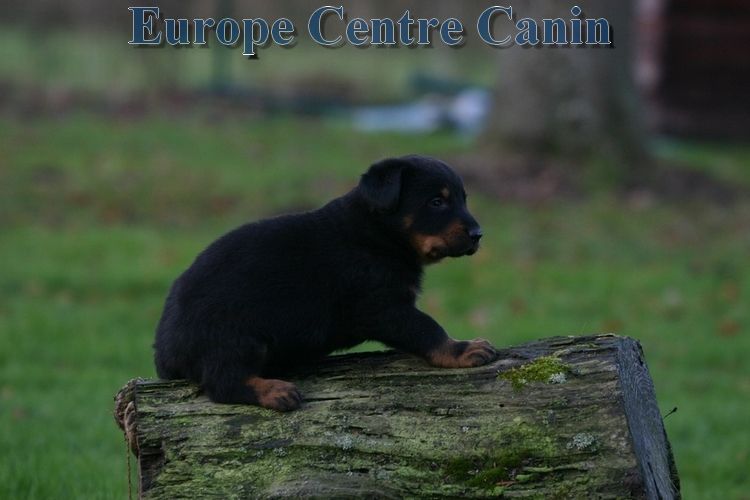 Un chiot noir et feu est assis sur une bûche dans un décor extérieur herbeux.