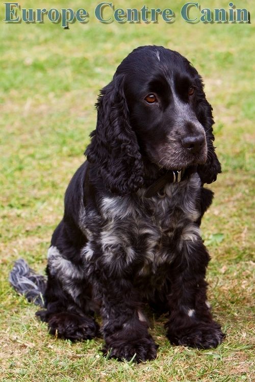 Cocker Spaniel noir et argent assis sur l'herbe, regardant droit devant lui.