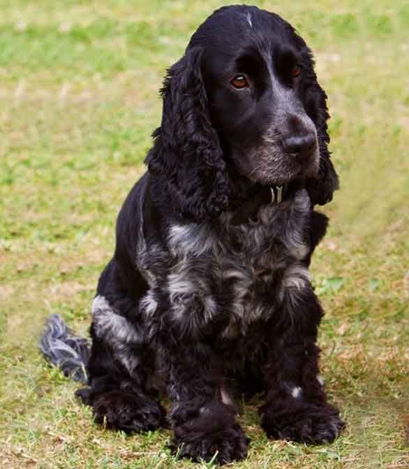 Cocker Spaniel noir et argent assis sur de l'herbe verte.