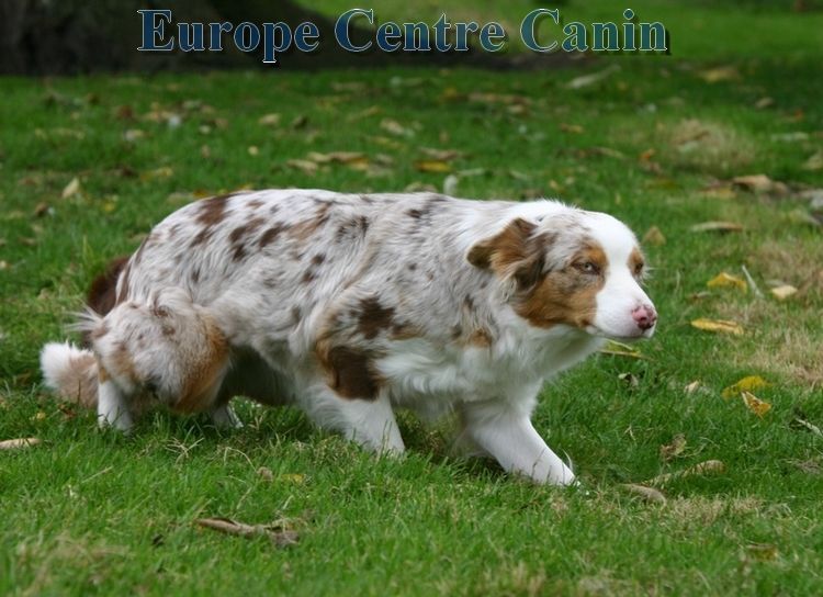 Berger australien merle marchant sur l'herbe. Taches brunes et blanches. Extérieur.