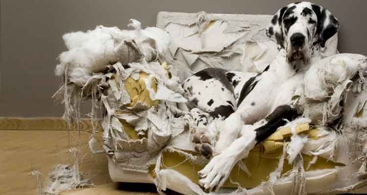 Un gros chien tacheté est assis sur un canapé blanc détruit dans une pièce.