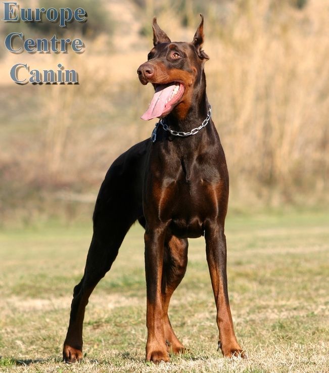 Doberman pinscher marron et fauve, oreilles coupées et collier à chaîne, debout à l'extérieur, langue sortie.