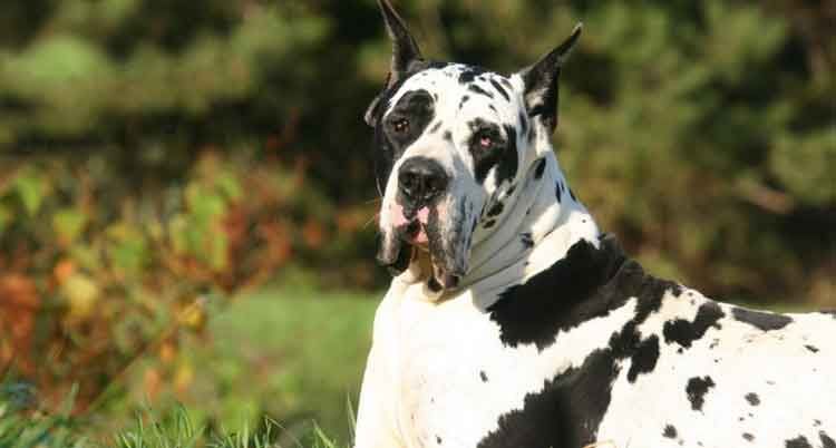 Grand Danois arlequin dans un champ, taches noires et blanches, regardant l'objectif.