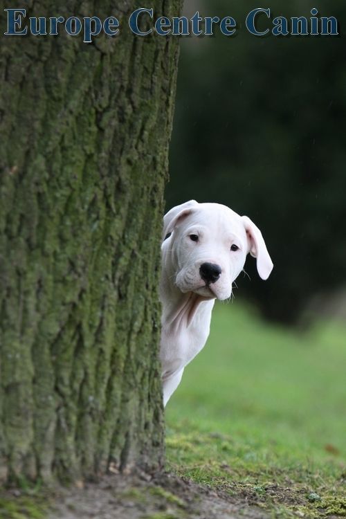 Un chiot blanc jette un coup d'œil derrière un tronc d'arbre dans une zone herbeuse, avec l'inscription « Europe Centre Canin » au-dessus.