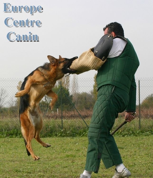 Un berger allemand se jette sur le bras rembourré d'un homme lors d'un entraînement canin en extérieur ; l'homme, en costume vert, tient un bâton.