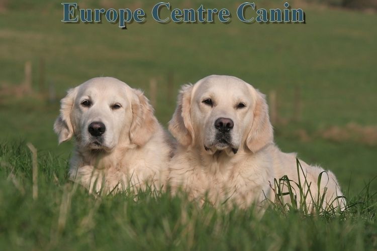 Deux golden retrievers allongés dans l'herbe verte.