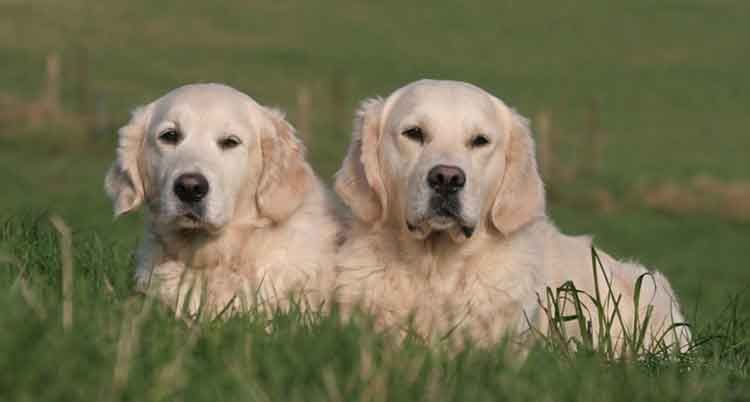 Deux golden retrievers, couchés côte à côte dans l'herbe verte, au pelage jaune pâle.