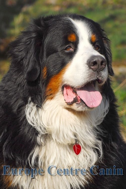 Bouvier bernois avec des marques noires, blanches et brunes, haletant la langue sortie.