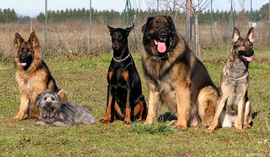 Cinq chiens de races différentes assis dans un champ herbeux. Parmi eux, des bergers allemands et un doberman.