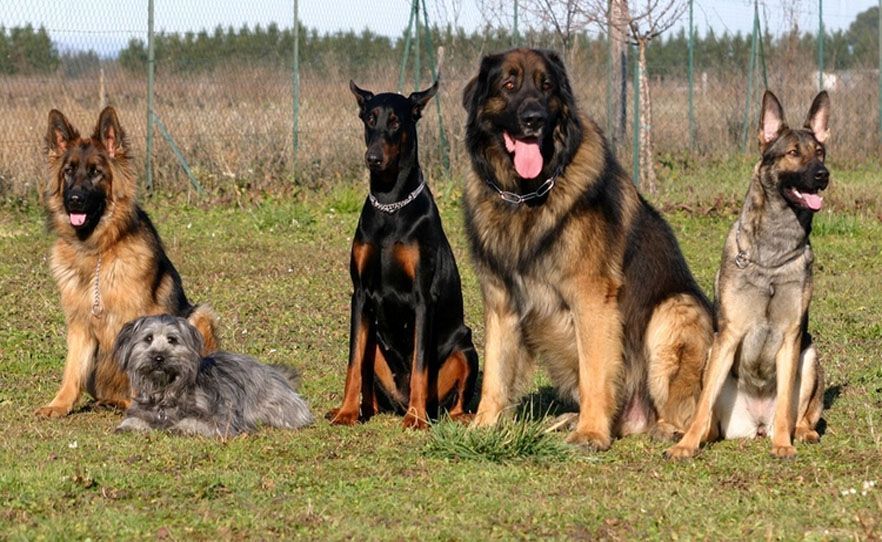 Cinq chiens de races différentes, dont un berger allemand et un doberman, sont assis sur l'herbe.