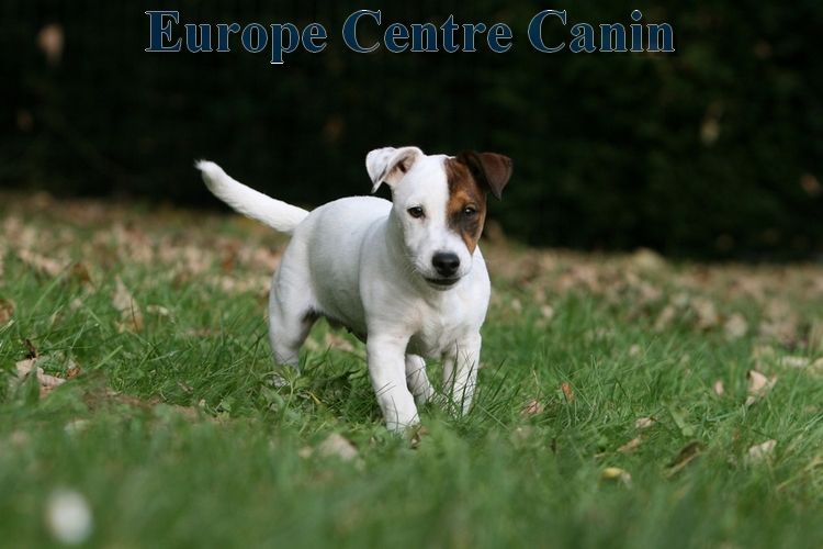 Un Jack Russell terrier blanc et marron courant sur l'herbe verte.
