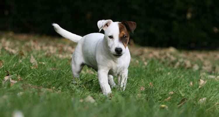 Un Jack Russell Terrier court sur l'herbe verte, son pelage blanc tacheté de brun.