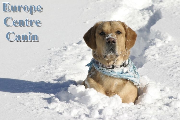 Labrador jaune dans la neige, portant un bandana bleu avec l'inscription « Europe Centre Canin ».