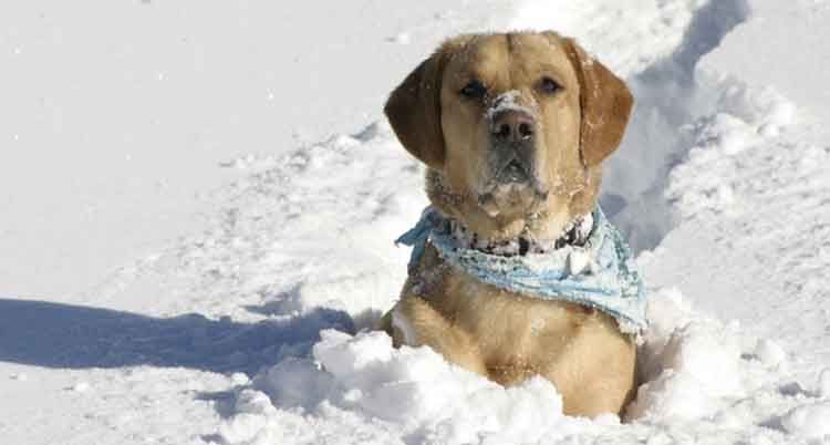 Un labrador jaune, assis dans la neige, portant un bandana bleu, regarde l'objectif.