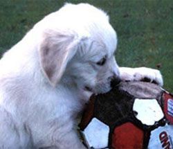 Un Labrador blanc avec une balle