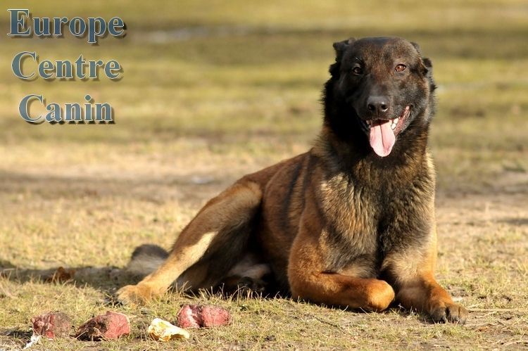 Chien belge malinois, pelage brun, couché dans l'herbe, la langue pendante, avec de la viande.