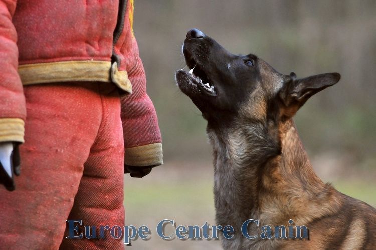 Un Malinois belge aboie sur une personne portant une combinaison anti-morsure rouge. À l'extérieur, près des arbres.