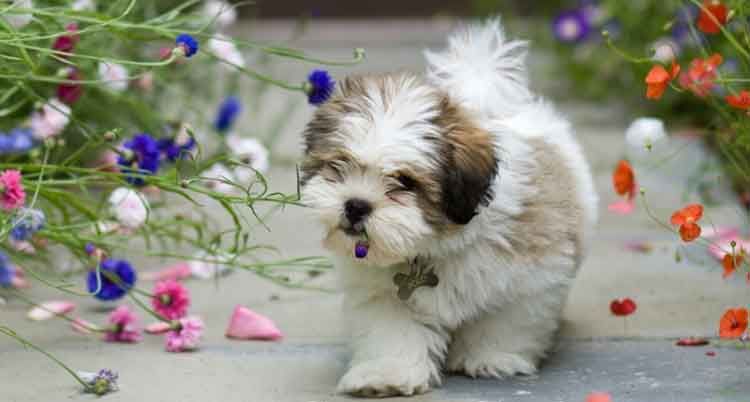 Un adorable chiot au pelage blanc et marron se promène au milieu de fleurs colorées.