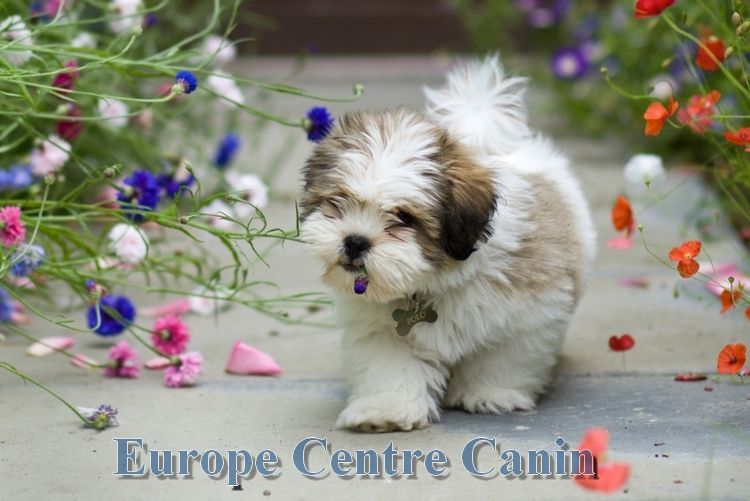 Un adorable chiot Shih Tzu se promène parmi des fleurs colorées.