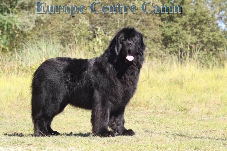 Un Terre-Neuve noir debout dans un champ herbeux.