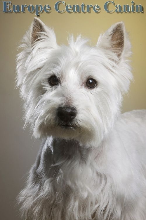Terrier des Highlands de l'Ouest blanc au pelage doux, regardant le spectateur, sur un fond crème et jaune.
