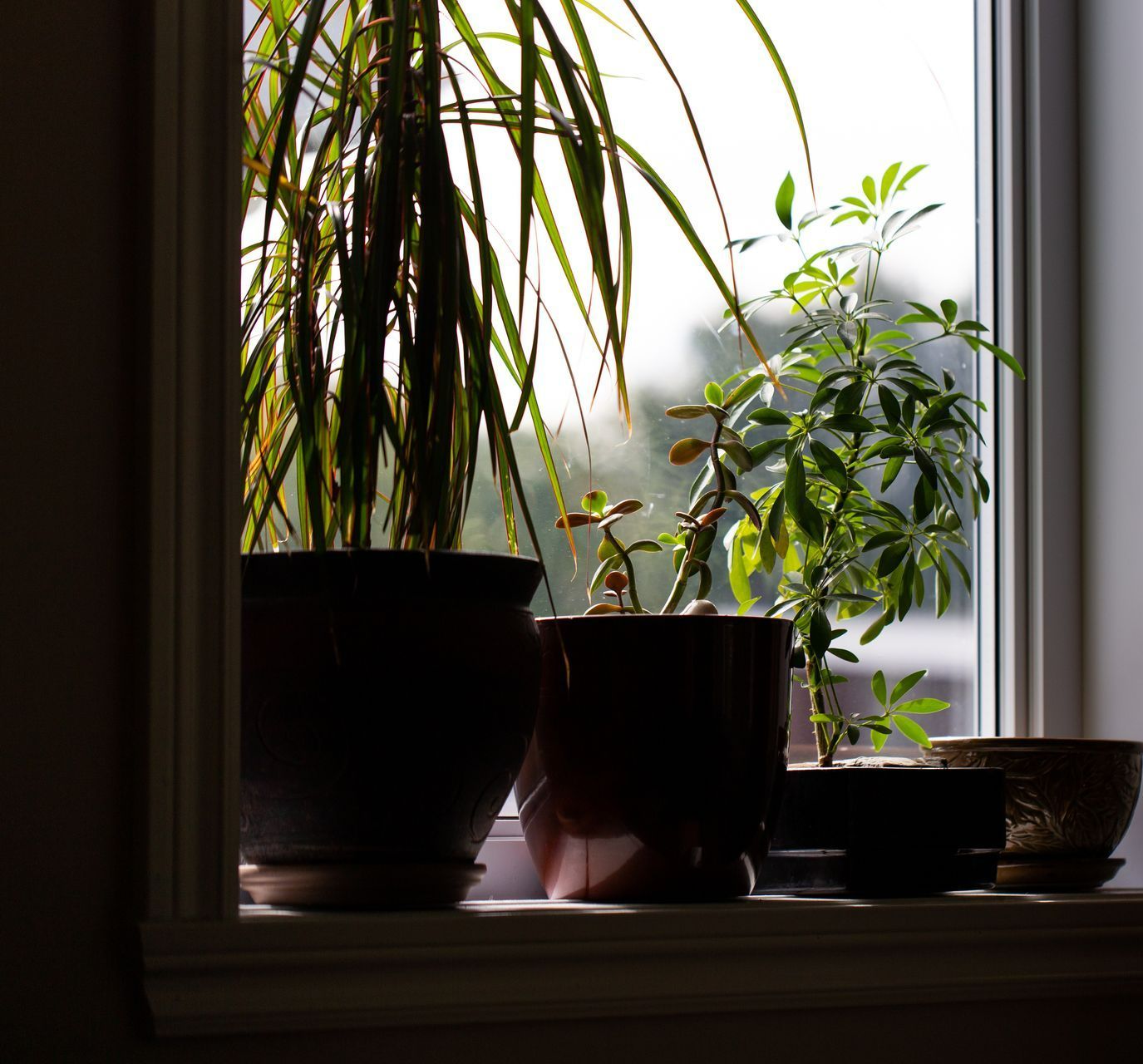 Plantes posées sur le rebord d'une fenêtre