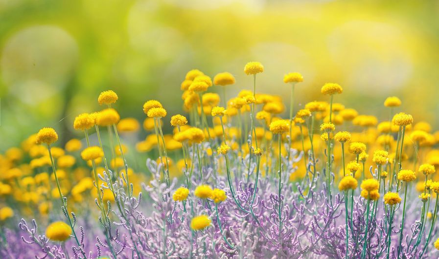 Champ de fleurs jaunes
