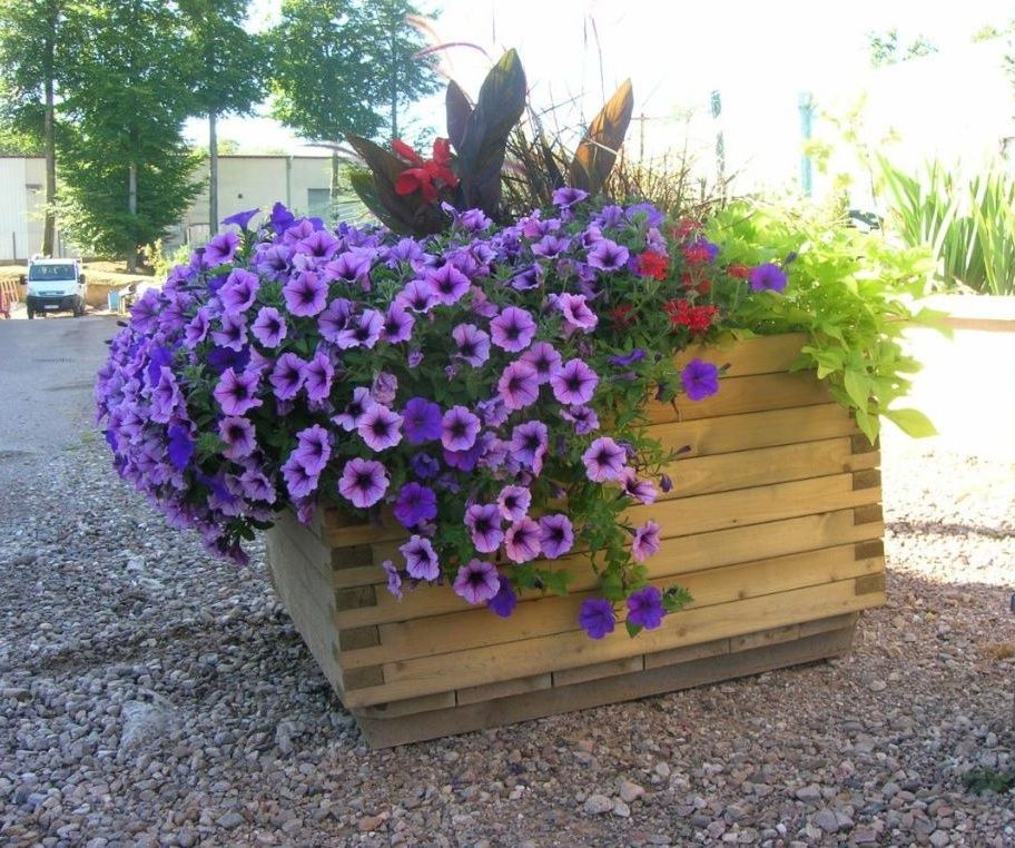 Un pot de fleurs rectangulaire en bois, débordant de pétunias violets, de feuillage vert et d'une plante sombre, repose sur une surface de gravier.