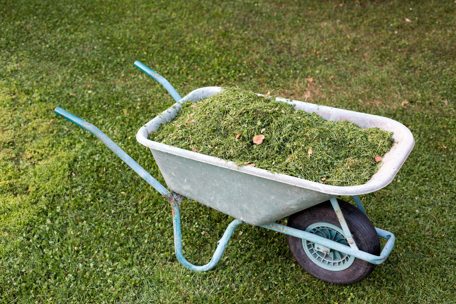 Une brouette gris clair remplie d'herbe verte fraîchement coupée est posée sur une pelouse.