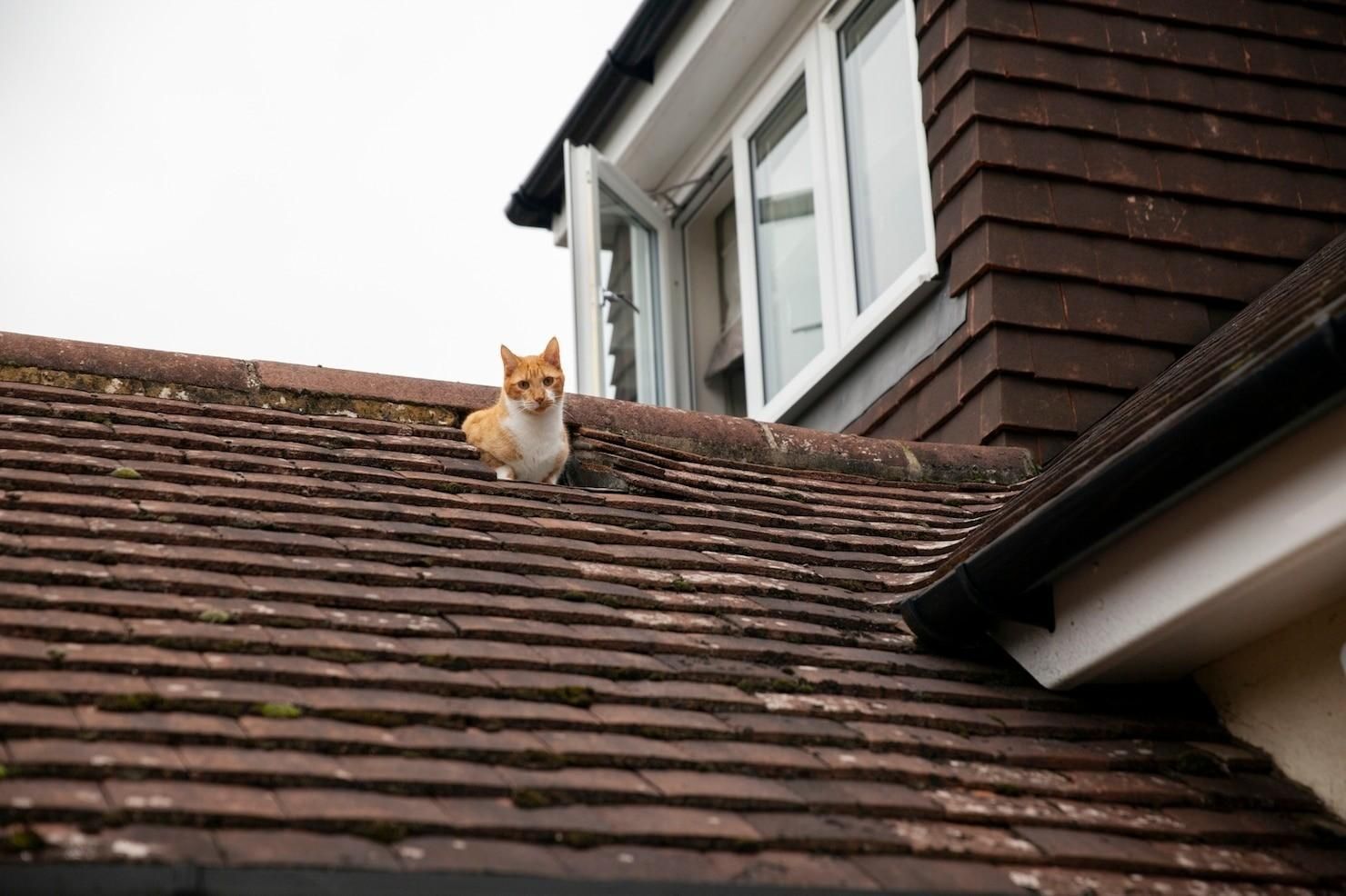 Un gato naranja sentado en un tejado de tejas junto a la ventana de una casa.