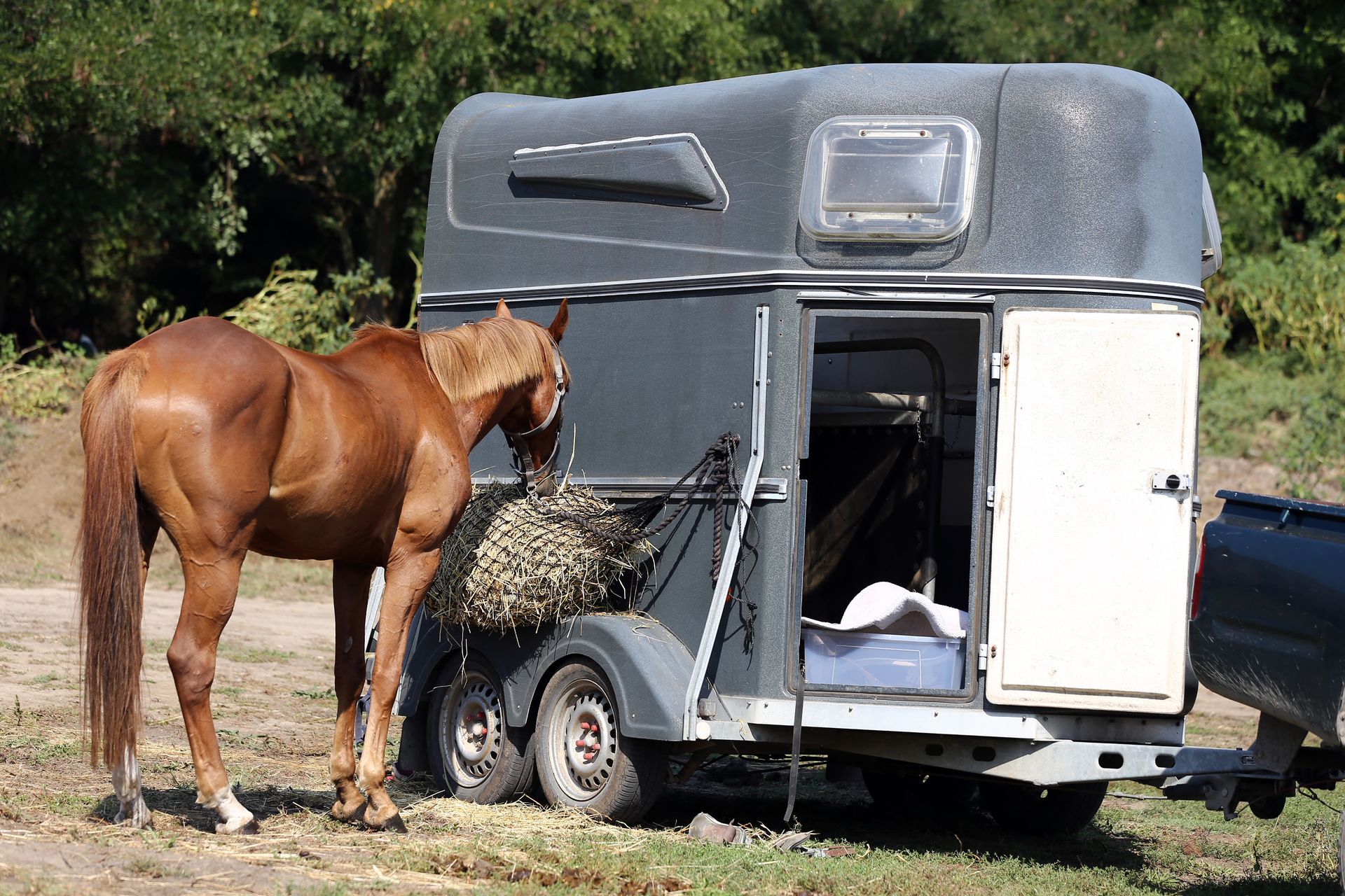 Cheval brun mange du foin à côté d'une remorque à chevaux grise.