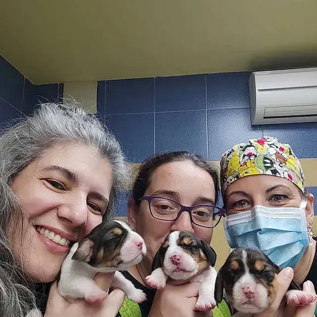 Un grupo de mujeres sostiene cachorros en sus manos.
