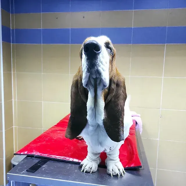 Un basset hound está sentado en una mesa con una manta roja.
