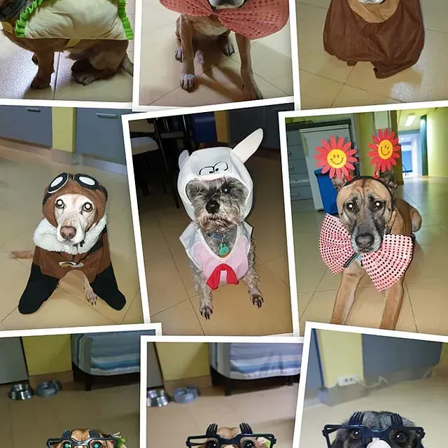 Un collage de fotografías de perros disfrazados.